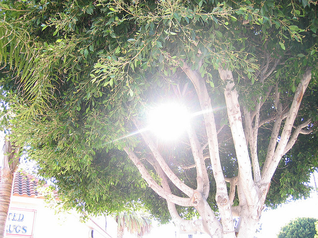 sun tree alvarado